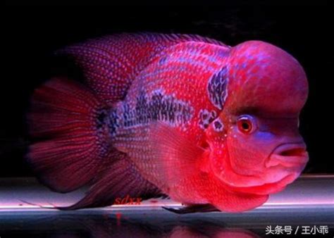 小羅漢魚|淺談小羅漢魚怎麼養